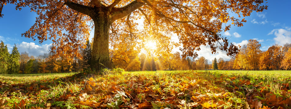 Herbst in der Westpfalz